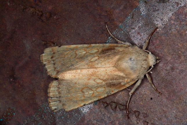 Noctuidae II - Dicycla oo